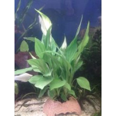 Спатифиллум Уоллиса – Spathiphyllum Uollis Спатифиллум Уоллиса – Spathiphyllum Uollis