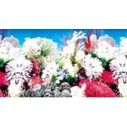Фон двухсторонний 80см растительный/ белые кораллы