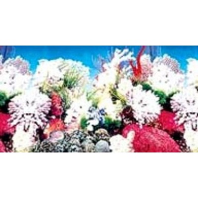 Фон двухсторонний 80см растительный/ белые кораллы Фон двухсторонний 80см растительный/ белые кораллы