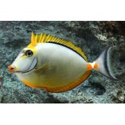 Носорог Оранжевоспинный (Naso elegans)