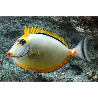 Носорог Оранжевоспинный (Naso elegans) Носорог Оранжевоспинный (Naso elegans)