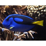 Хирург Голубой (Paracanthurus Hepatus) M