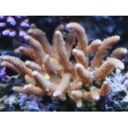 Лобофитум (Lobophytum) S