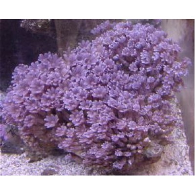 Clavularia- Фиолетовая клавулярия Clavularia- Фиолетовая клавулярия