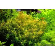 Дидиплис диандра (Didiplis diandra) 