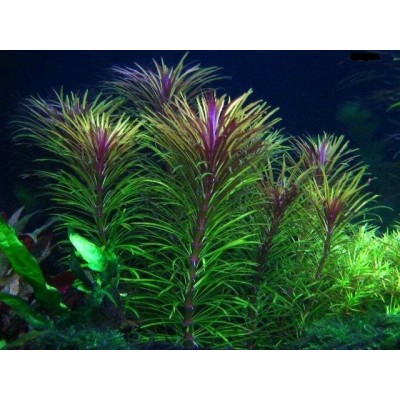 Эустралиус звездчатый (Pogostemon stellatus) Эустралиус звездчатый (Pogostemon stellatus)