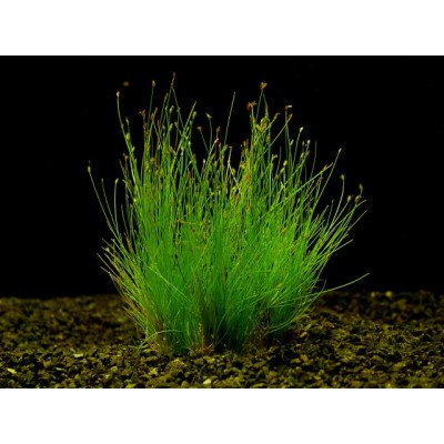 Элеохарис парвулус (Eleocharis parvulus) Элеохарис парвулус (Eleocharis parvulus)