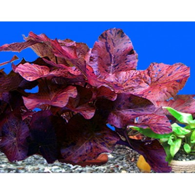 Нимфея или кувшинка тигровая Nymphaea lotus Нимфея или кувшинка тигровая Nymphaea lotus