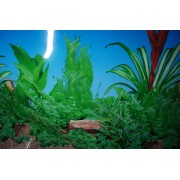 "Пресноводный с растениями"высота 60см.(фон)