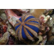 Mespilia globulus (Ёж-арбузик)