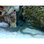 Ophiarachna incrassata - Офиура зеленая