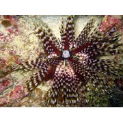 Полосатый морской ёж (Echinothrix calamaris)