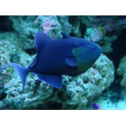 Краснозубый Спинорог (Odonus Niger)