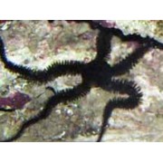 Офиура Чёрная