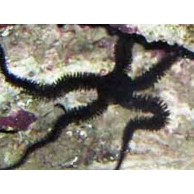 Офиура Чёрная Офиура Чёрная