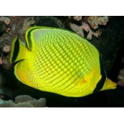Chaetodon rafflesi Бабочка Раффла 