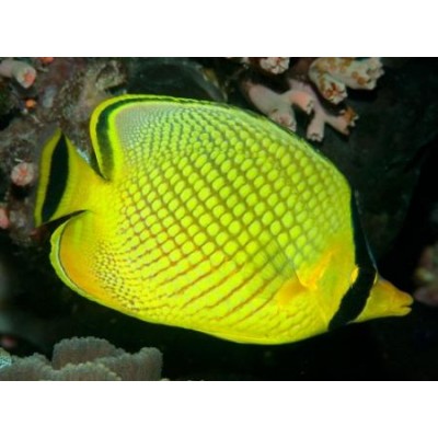 Chaetodon rafflesi Бабочка Раффла Chaetodon rafflesi Бабочка Раффла