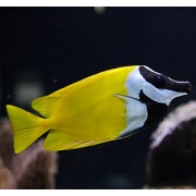 Лисица Жёлтая (Siganus Vulpinus)