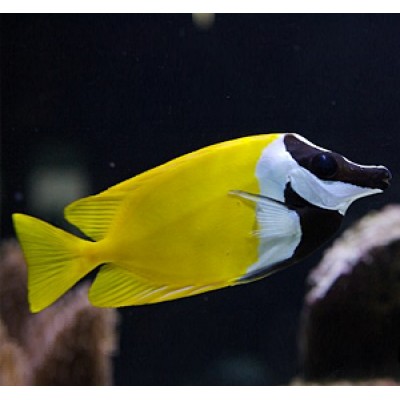 Лисица Жёлтая (Siganus Vulpinus) Лисица Жёлтая (Siganus Vulpinus)