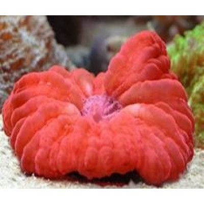 Цинарина RED, M Цинарина RED, M