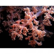 Нефтия, М, Nephthea