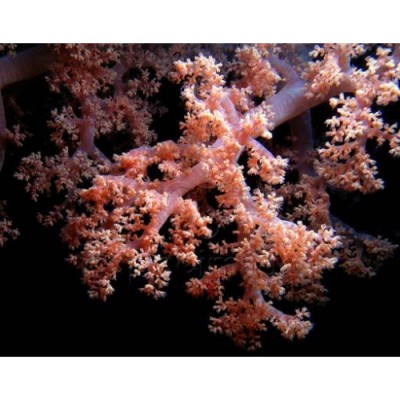 Нефтия, М, Nephthea Нефтия, М, Nephthea