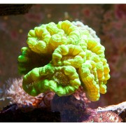 Caulastrea curvata Кауластрея 