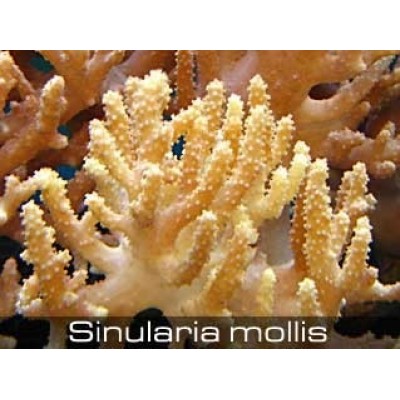 Sinularia mollis Синулярия Sinularia mollis Синулярия