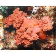 Scleronephthya Склеронефтия 