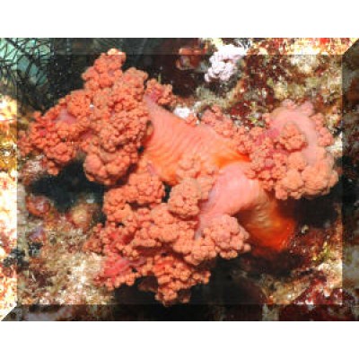 Scleronephthya Склеронефтия Scleronephthya Склеронефтия