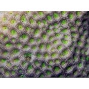 Favites bestae Фавитес