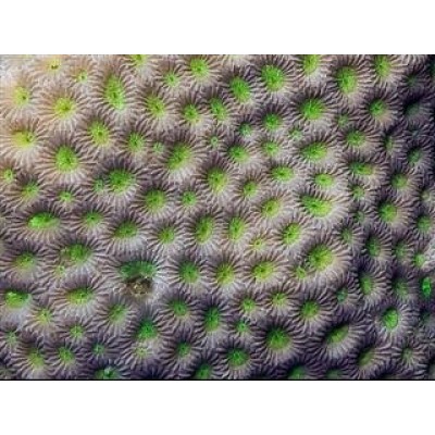 Favites bestae Фавитес Favites bestae Фавитес