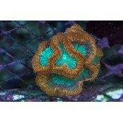 Blastomussa wellsi Бластомусса 