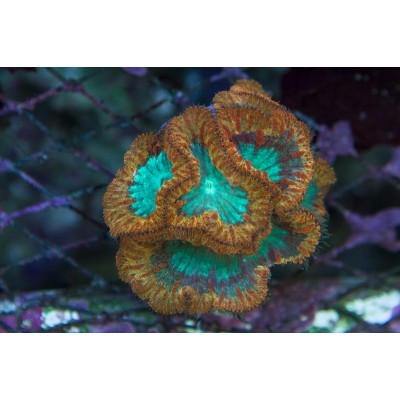 Blastomussa wellsi Бластомусса Blastomussa wellsi Бластомусса