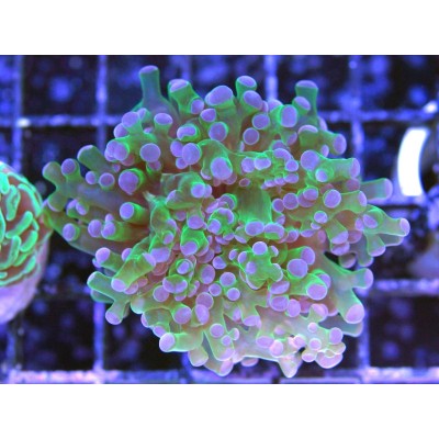 Эуфиллия "Лягушачья Икра" (Euphyllia Paradivisa) L Эуфиллия "Лягушачья Икра" (Euphyllia Paradivisa) L