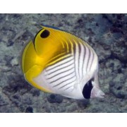 Бабочка Аурига (Chaetodon auriga)