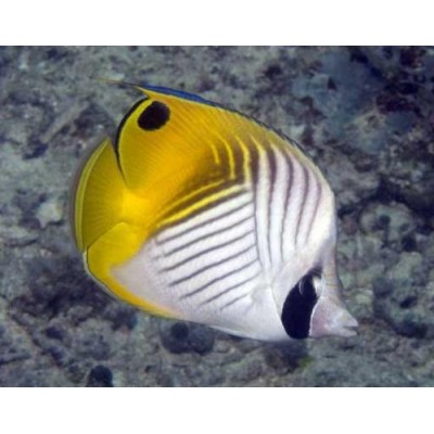 Бабочка Аурига (Chaetodon auriga) Бабочка Аурига (Chaetodon auriga)