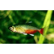 Афиохаракс Ратбуна. Афиохаракс рубиновый (Aphyocharax rathbuni