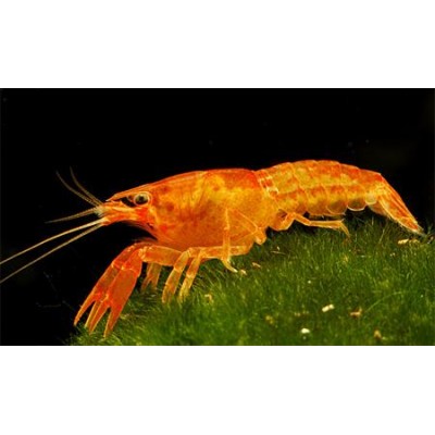 рак оранжевый рак оранжевый