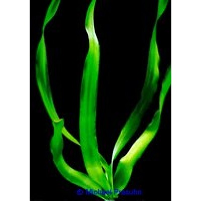 Кринум Кринум