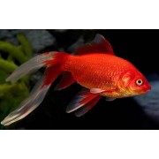 Комета золотая (Carassius auratus) 