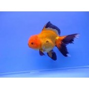 Оранда красно черная  (Carassius auratus) 