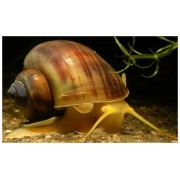 Ампулярия (Ampularia sp.) Размер ХL