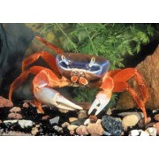 Радужный краб, Cardisoma armatum.