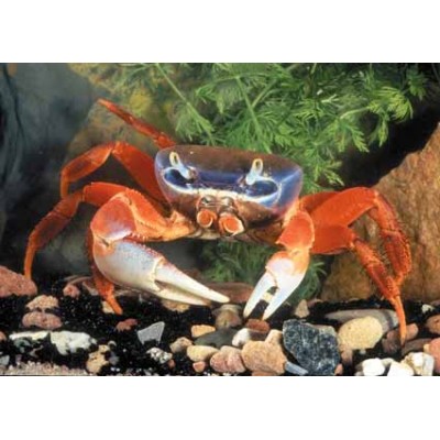 Радужный краб, Cardisoma armatum. Радужный краб, Cardisoma armatum.