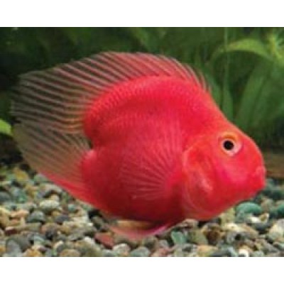 Сапфировый попугай Сапфировый попугай