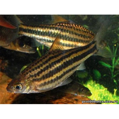 Sera "Flora Nature" 10 л (растительные хлопья) Sera "Flora Nature" 10 л (растительные хлопья)