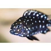 Трофеус Звёздчатый