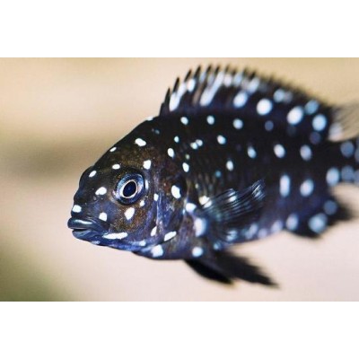 Трофеус Звёздчатый Трофеус Звёздчатый