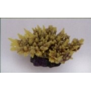 Коралл пластиковый жёлто-фиолетовый, 14*11.5*6.5 см (MA116PUY)